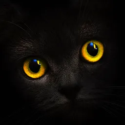 Desktop App Blackсatсard