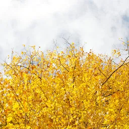 Desktop App Free Nature Stock